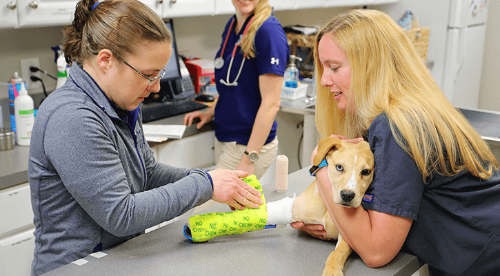 Vet to store pet after hours